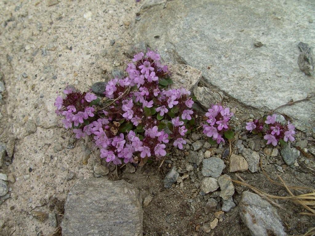 Vita tra le rocce.........